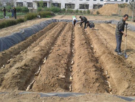 蓮藕養殖膜價格